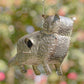 Galvanized Hanging Animal Birdhouse - Cat